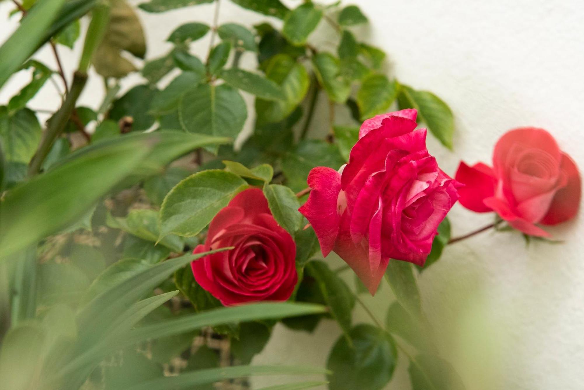 Bed and Breakfast Growth House Porto Zewnętrze zdjęcie